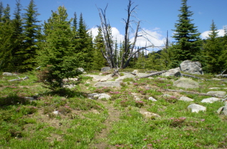 Trail becomes a mix of forest and meadows, Sheep Rock Trail 2010-07.
